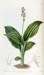 Liparis nervosa ssp. nervosa (als syn. Liparis guineensis) door Miss Drake